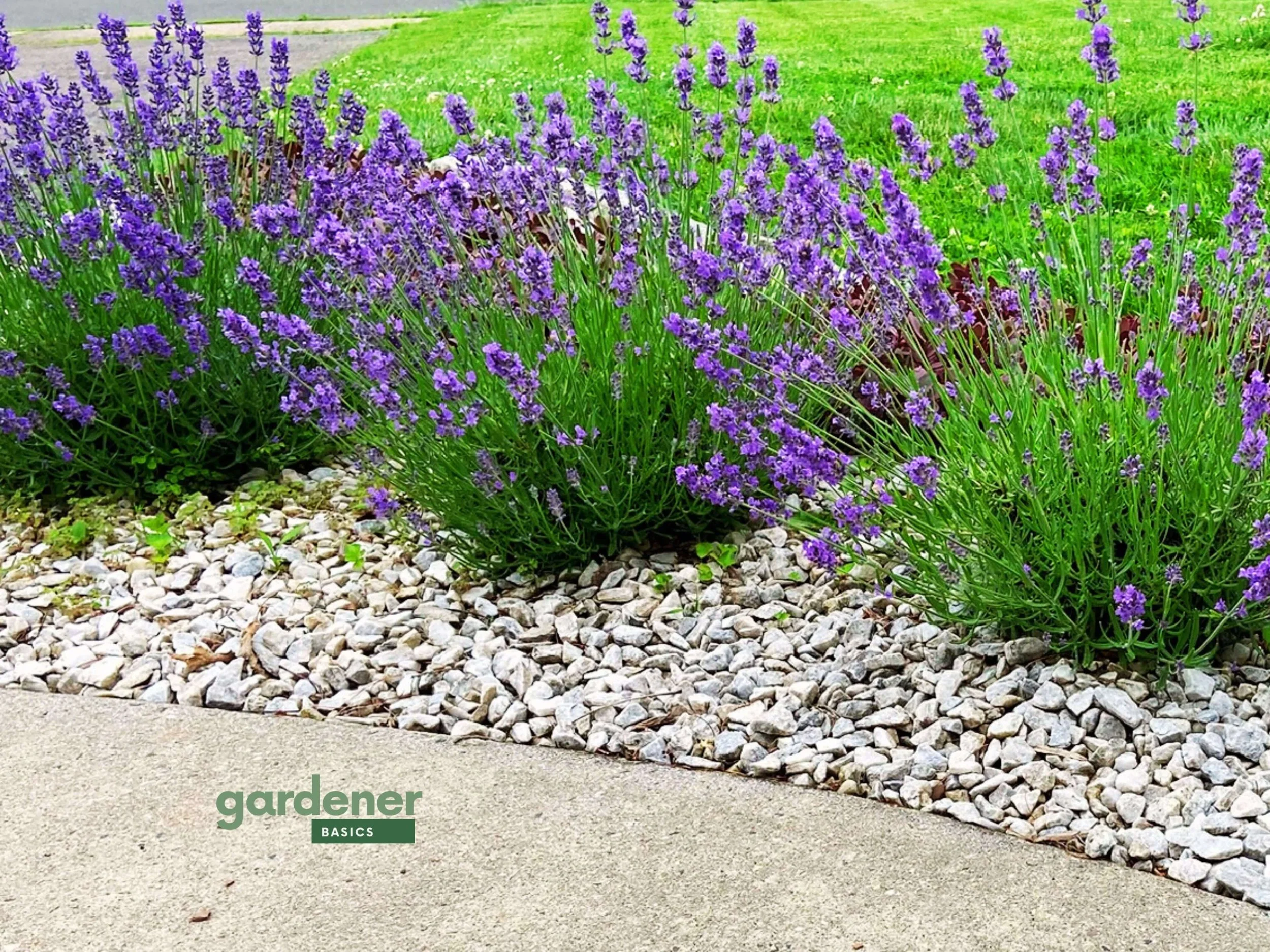 How to Dry Lavender (The Easy Way — No Fancy Tools Needed)