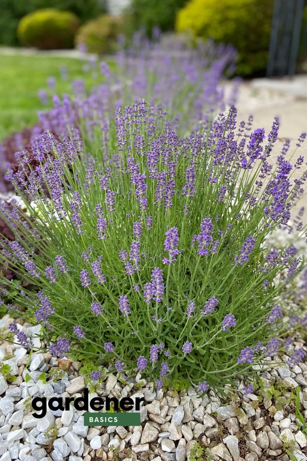 How to Plant a Lavender Hedge: A Step-by-Step Guide 