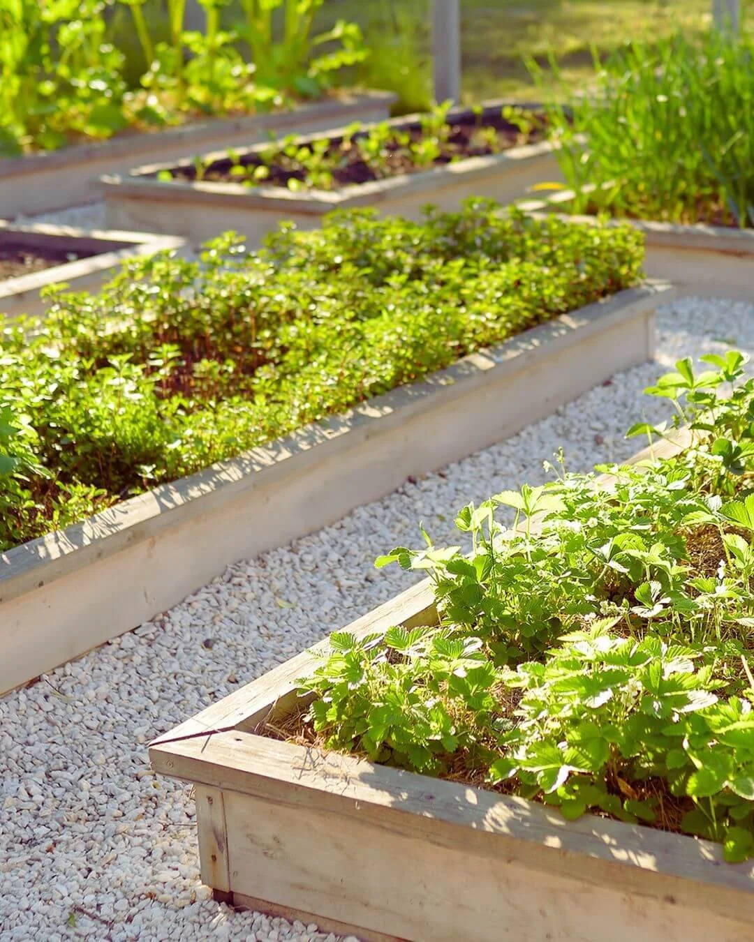 Crop Rotation for Home Gardens: The Beginner-Friendly System That Actually Works