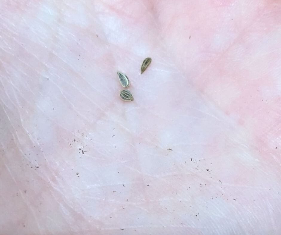 parsley seeds