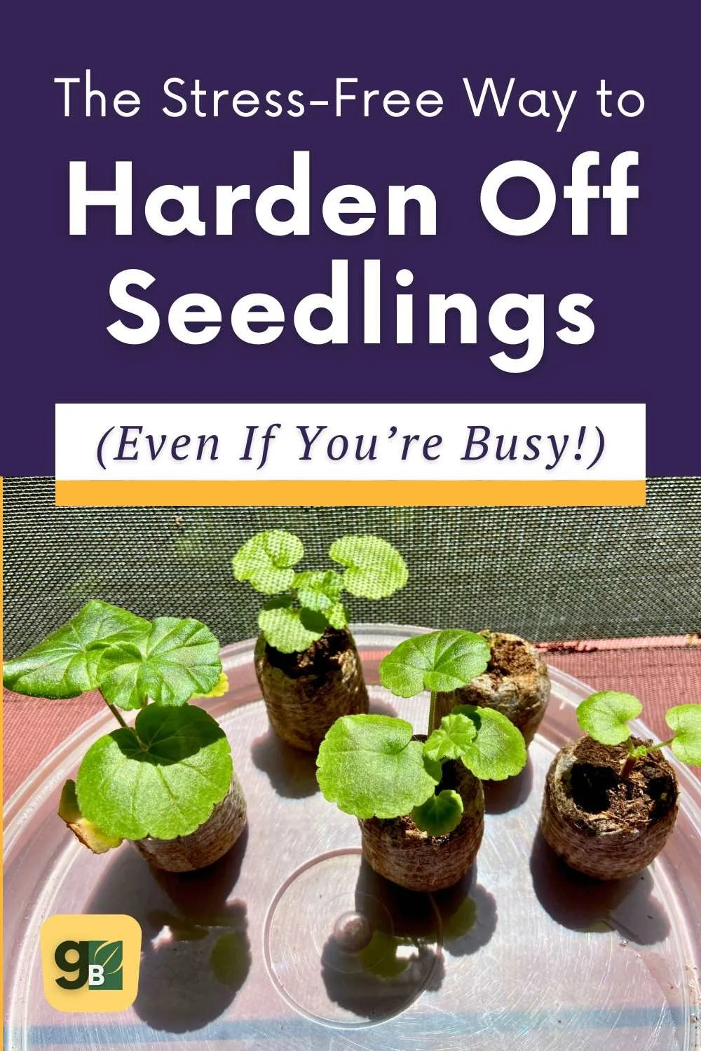 transplanting seedlings outdoors