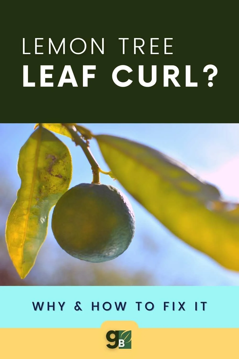 Why Are My Lemon Tree Leaves Curling? Solutions to Keep Your Lemon Tree