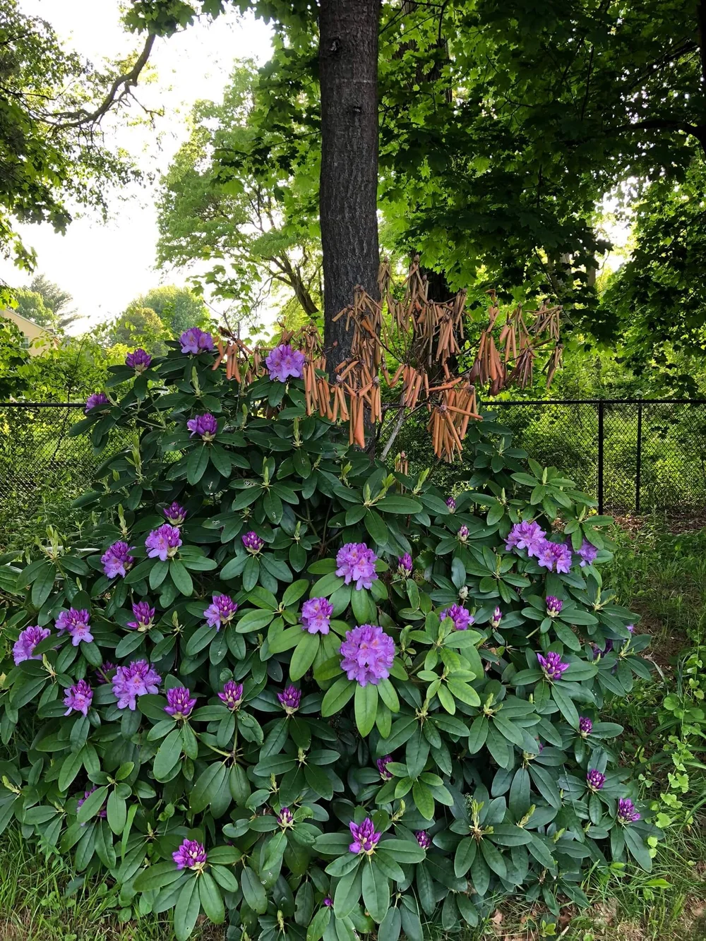 When Leaves Turn Addressing Rhododendron Leaf Curl — Gardening, Herbs, Plants, and Product Reviews