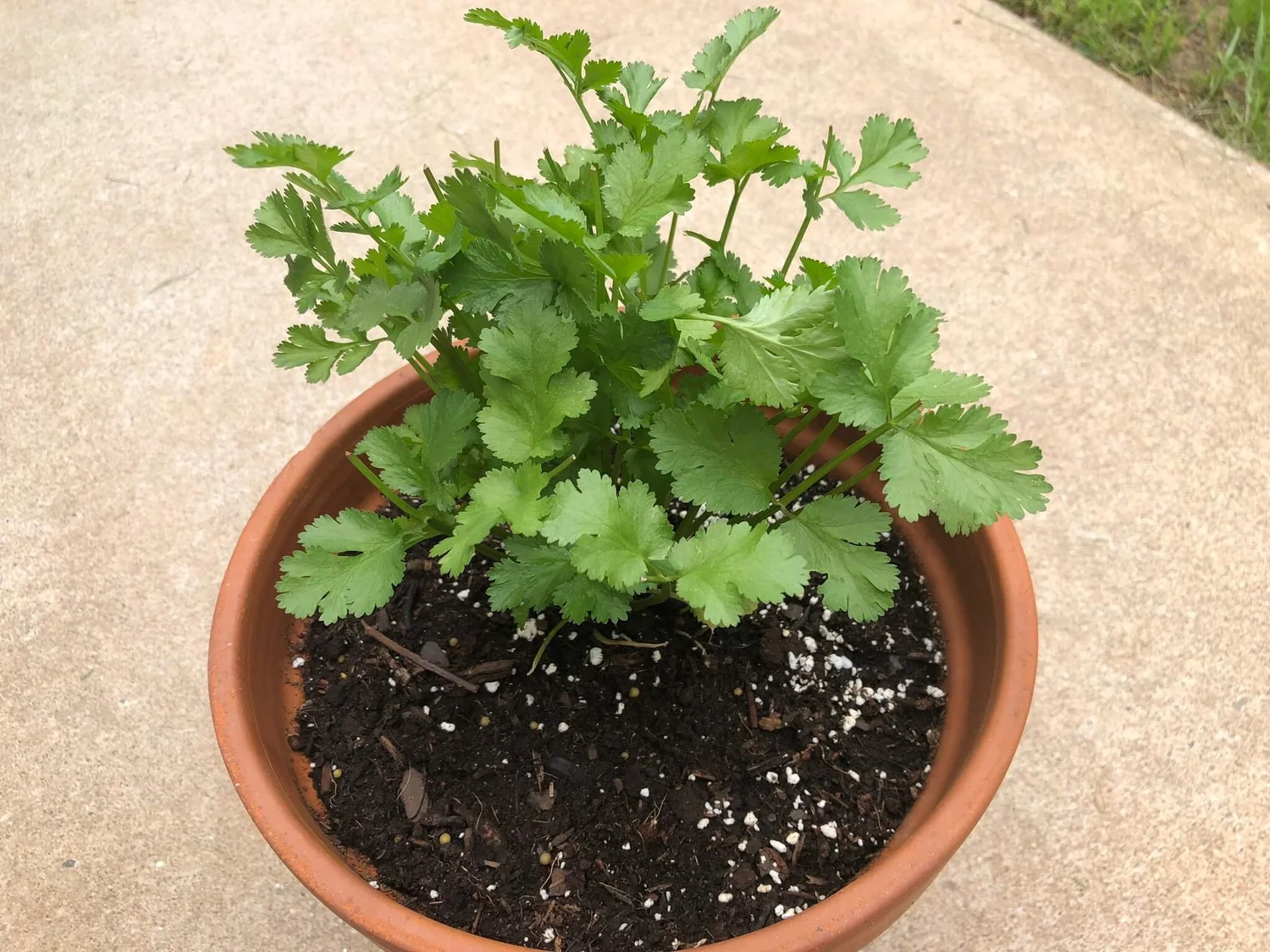 Herbs to Plant in Fall for a Flavorful Home Garden — Gardening, Herbs