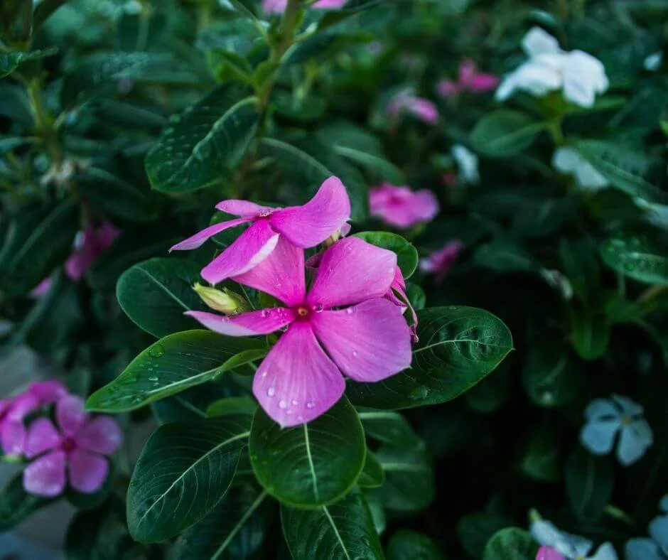 The Ultimate Guide to Caring for Your Vinca