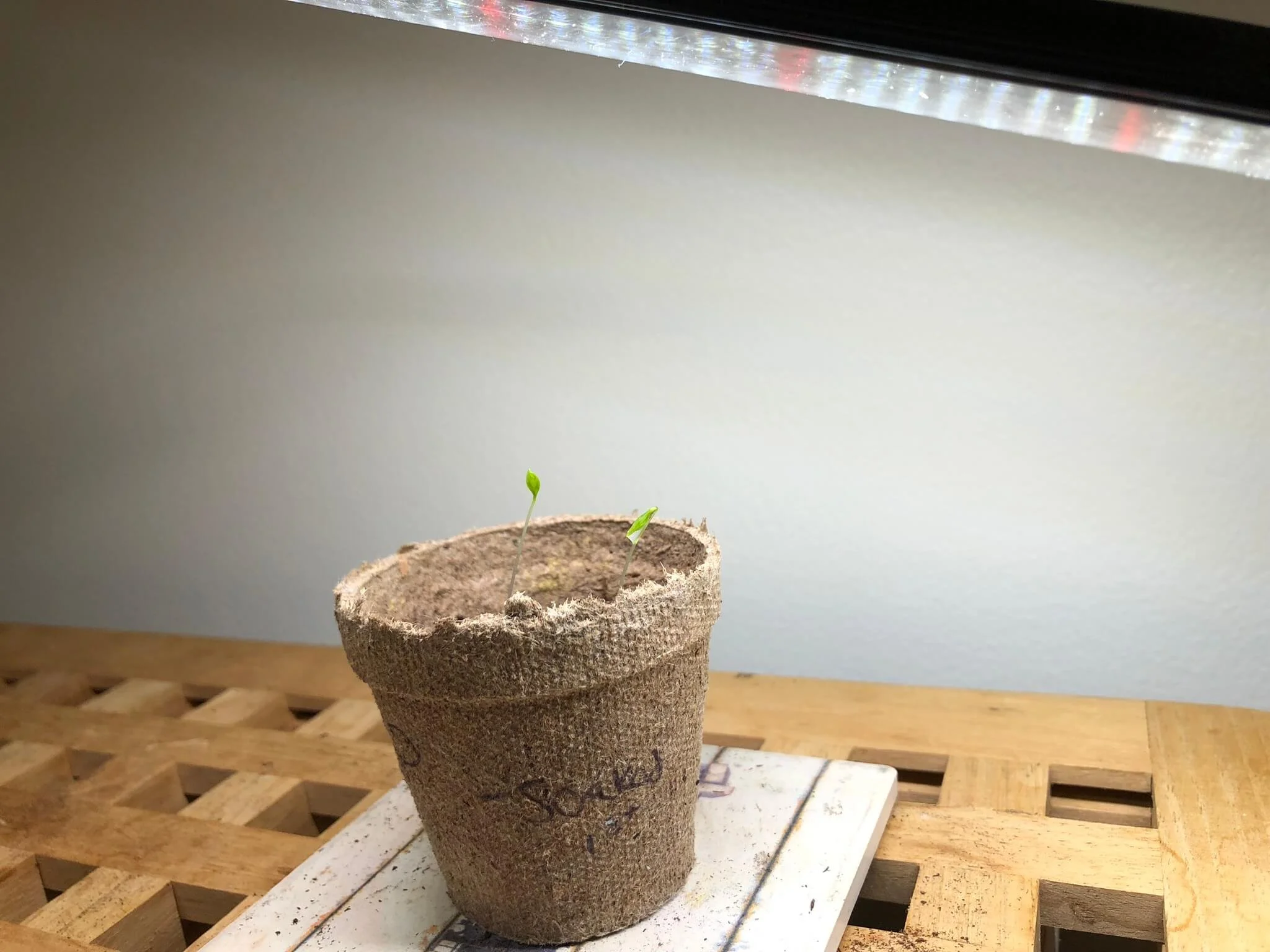 soaking seeds before planting