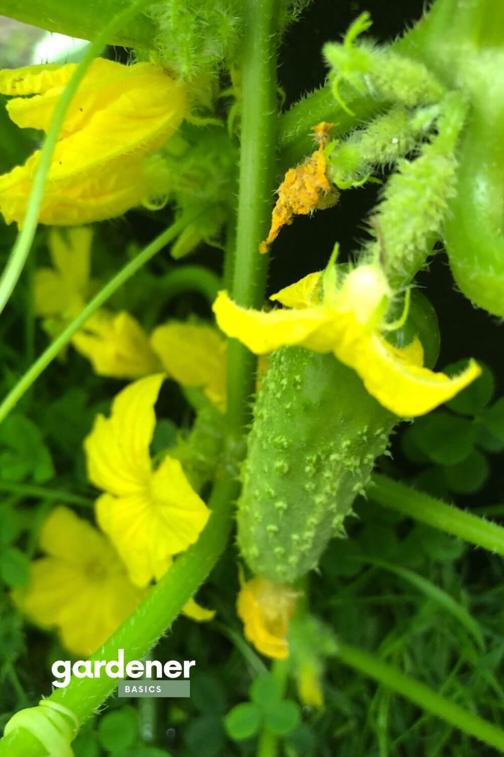cucumbers grown from seed