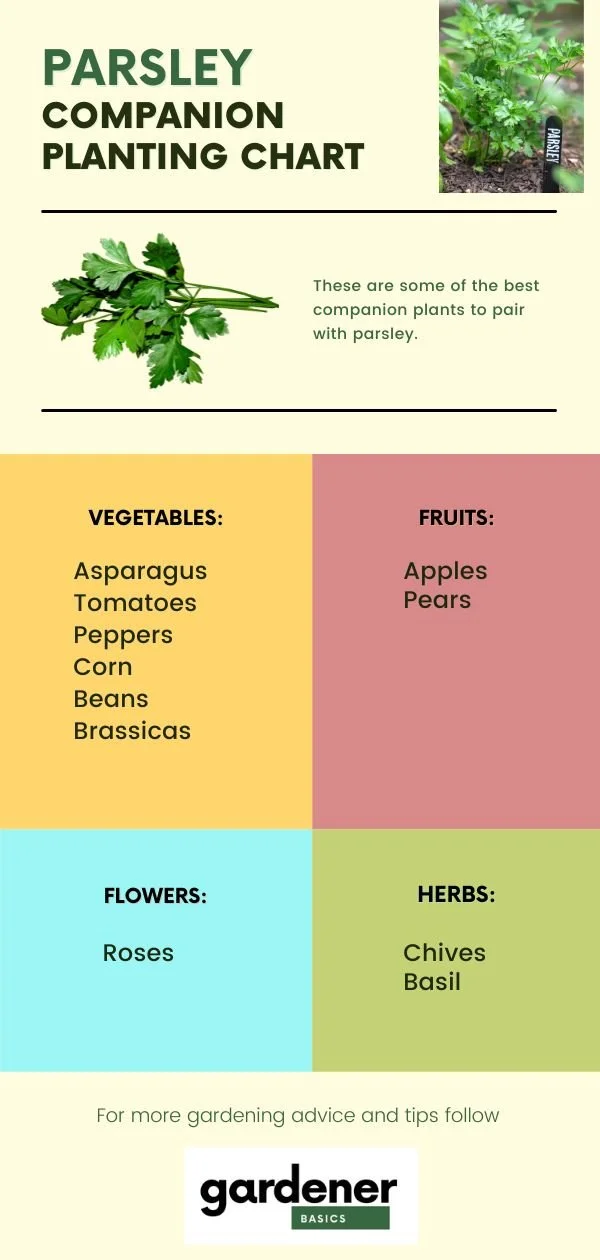 Parsley Companion Plants The Good, the Bad, and the Ugly — Gardening