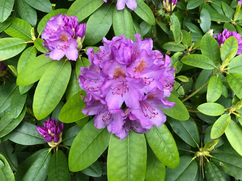 Thread Lead Rhododendron When Leaves Turn: Addressing Rhododendron Leaf Curl
