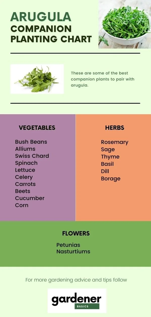 Image of Arugula and carrots companion planting