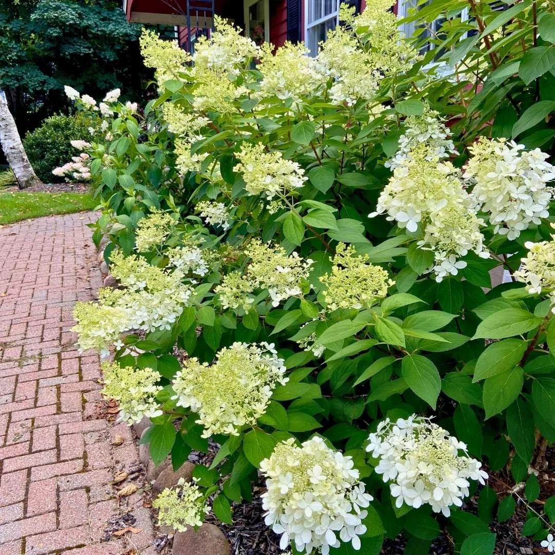 limelight hydrangeas for beginners