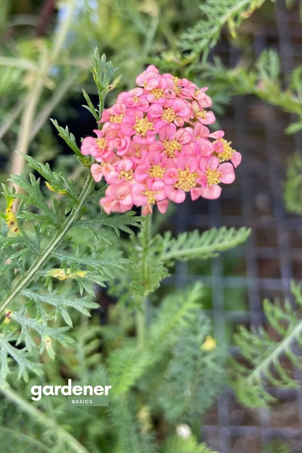 Lavender Companion Plants
