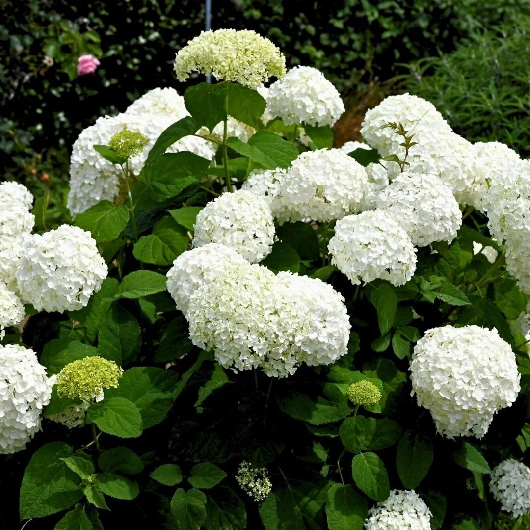 moon garden plants- annabelle hydrangeas