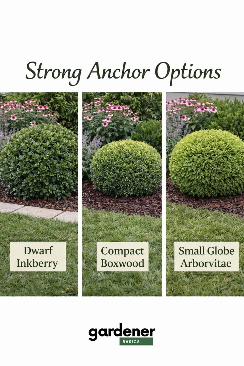 Strong Evergreen Anchor Options