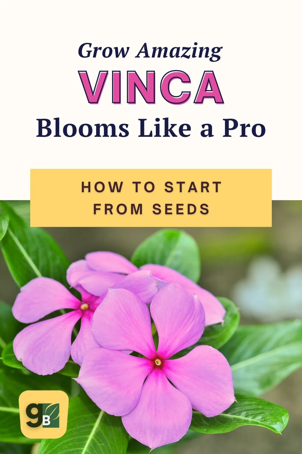 From Seed to Bloom How to Successfully Start Vinca From Seed