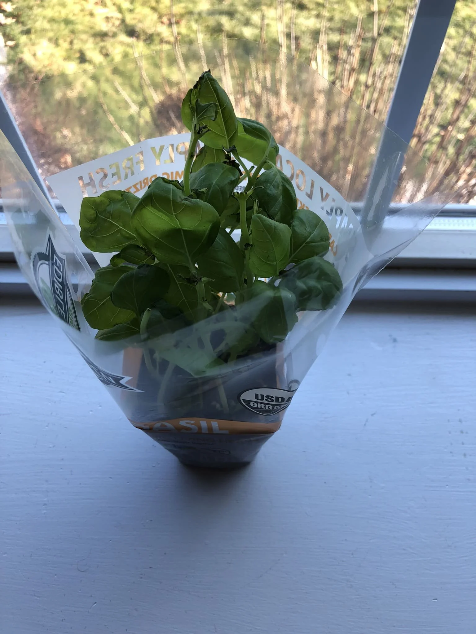 Growing Basil From Cuttings An Easy and Fun Guide — Gardening, Herbs