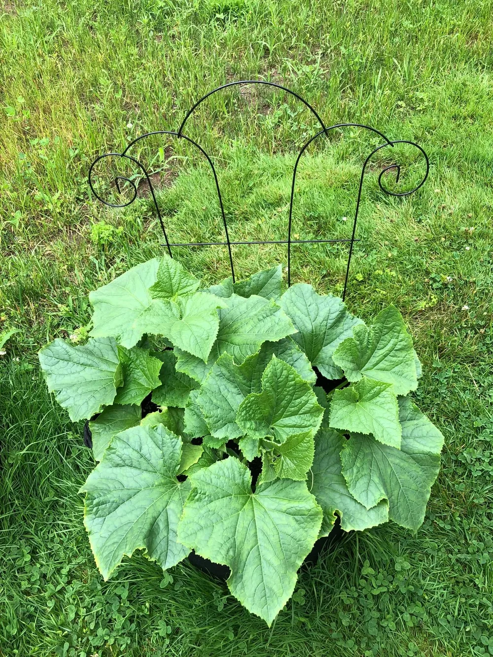 How to Grow Cucumbers in Grow Bags A Beginner's Guide — Gardening