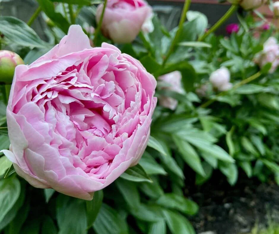 The Art of Deadheading Peonies Essential Tips — Gardening, Herbs