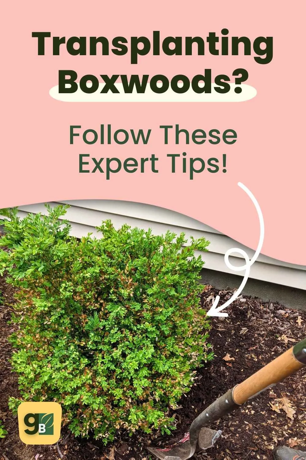 How to move a Boxwood