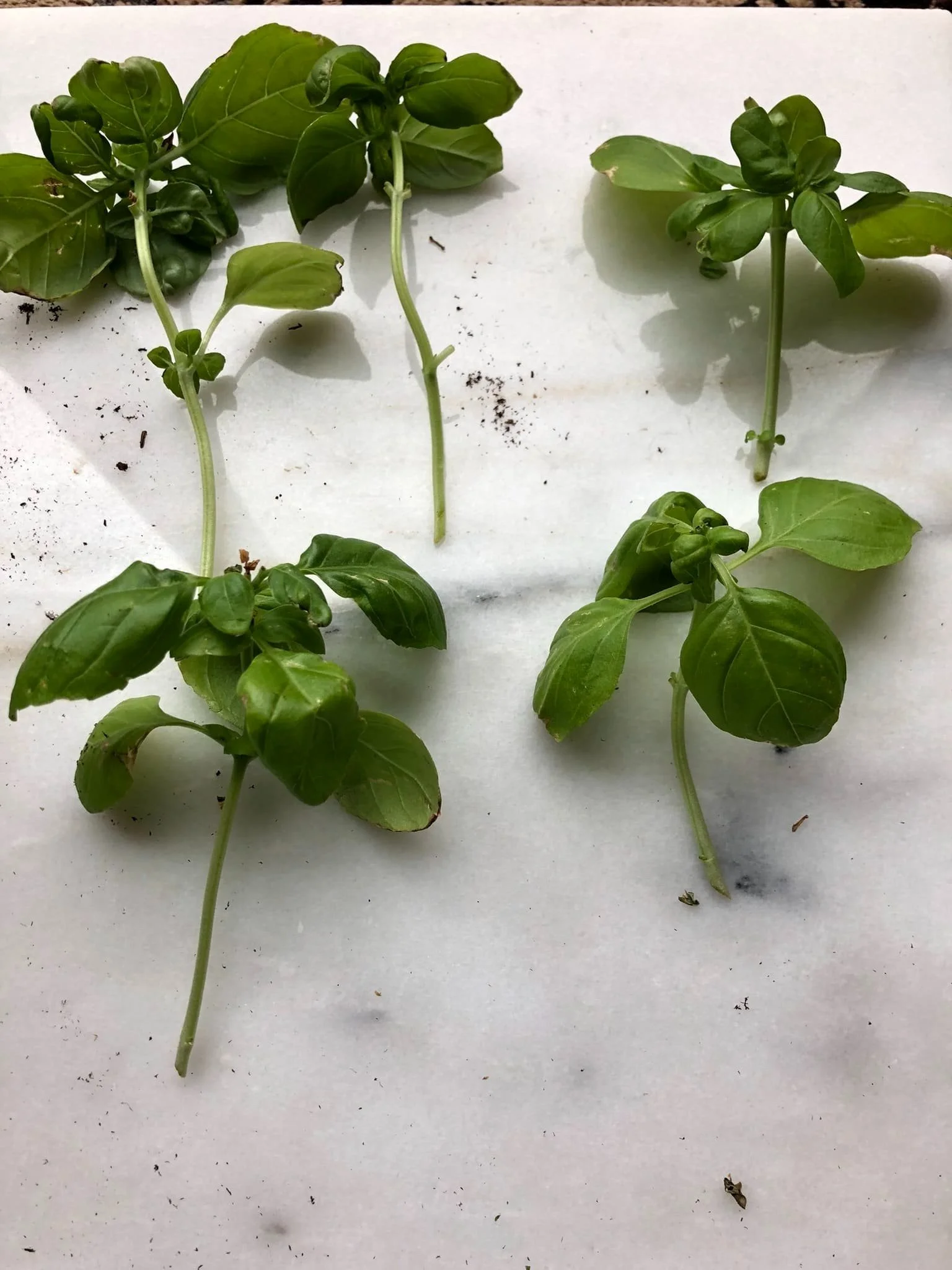 Basil Growing Stages