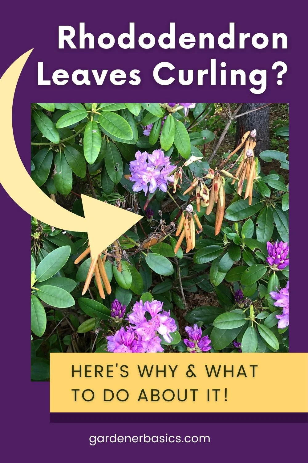 Thread Lead Rhododendron When Leaves Turn: Addressing Rhododendron Leaf Curl