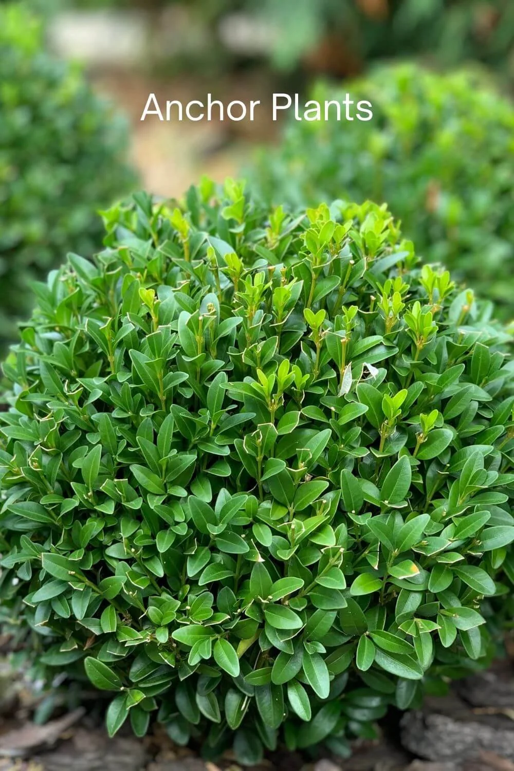 Anchor plants for small front yards