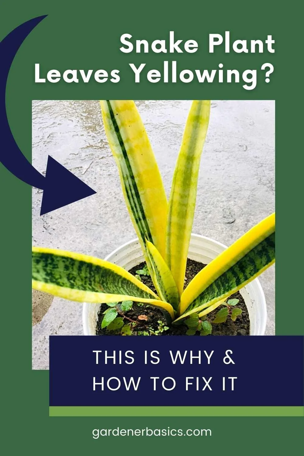 Why Are My Snake Plant Leaves Turning Yellow? The Reasons and How to Fix It