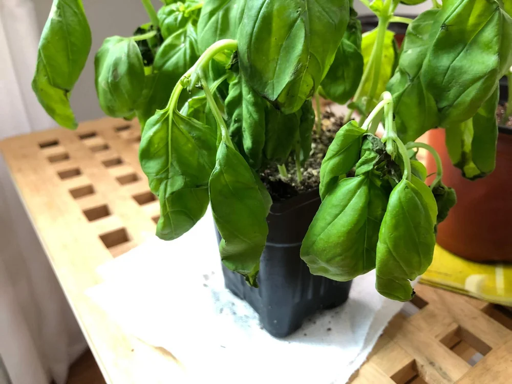 7 Reasons For Your Basil Leaves Wilting And Solutions To Fix It