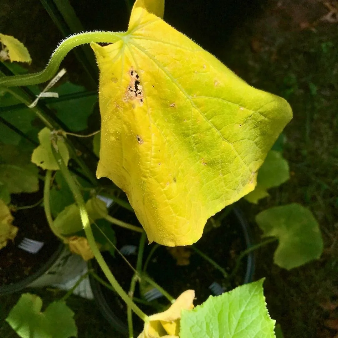overwatered cucumber plant yellow leaves close up