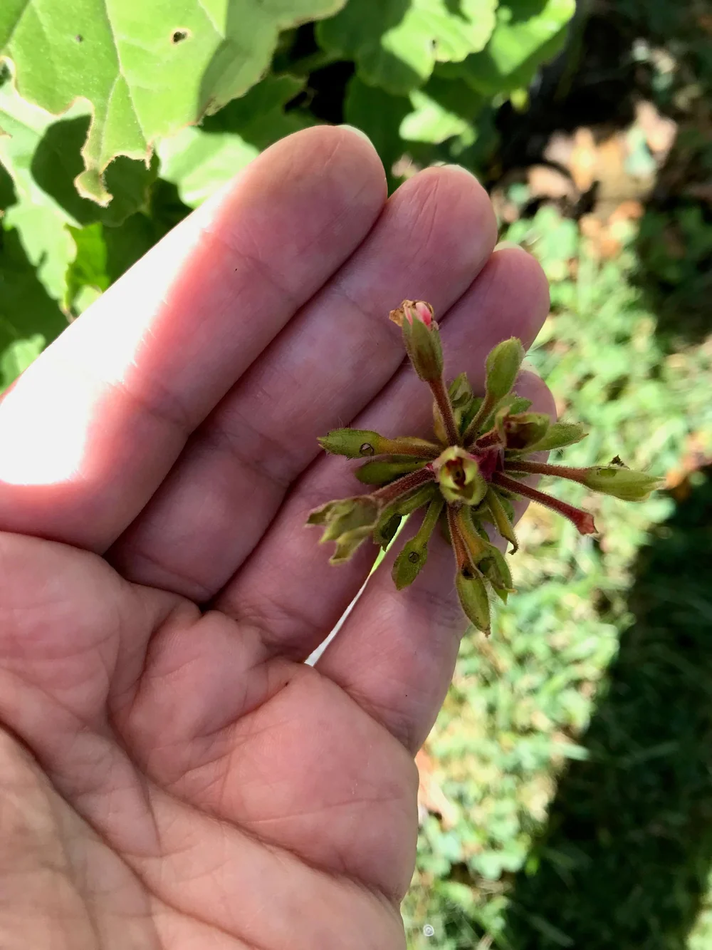 The Battle of the Budworms Protecting Flowers From These Pests