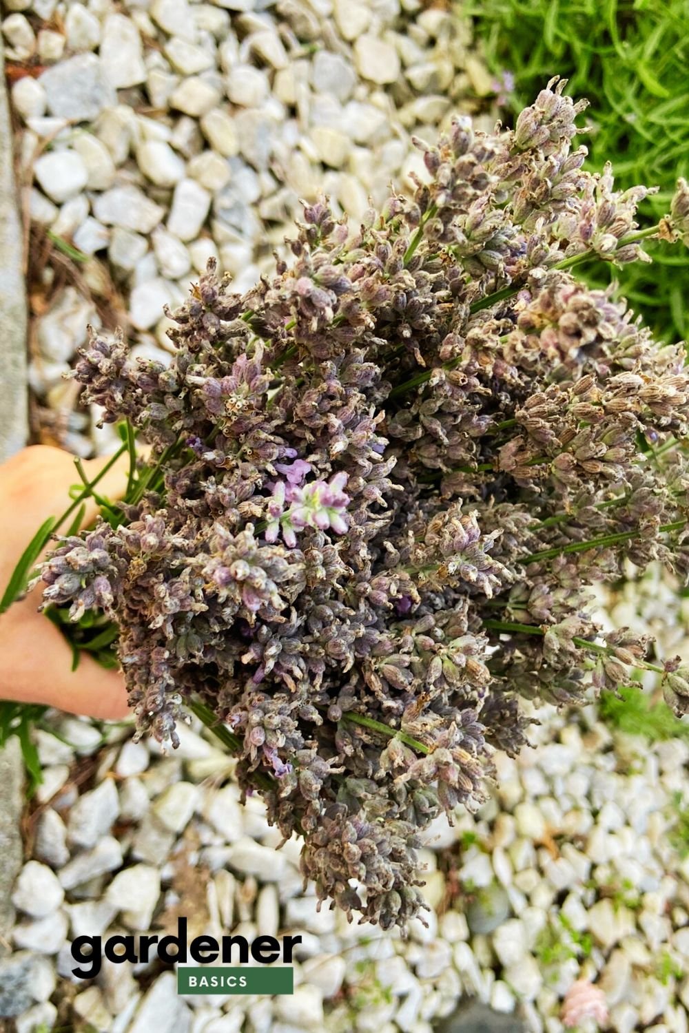 drying lavender