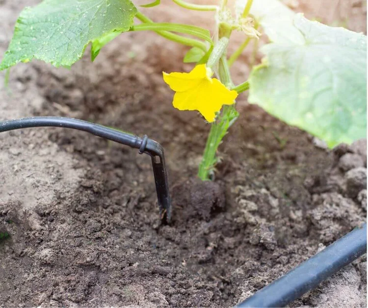 Overwatered Cucumber Plants What to Do When You Water Too Much