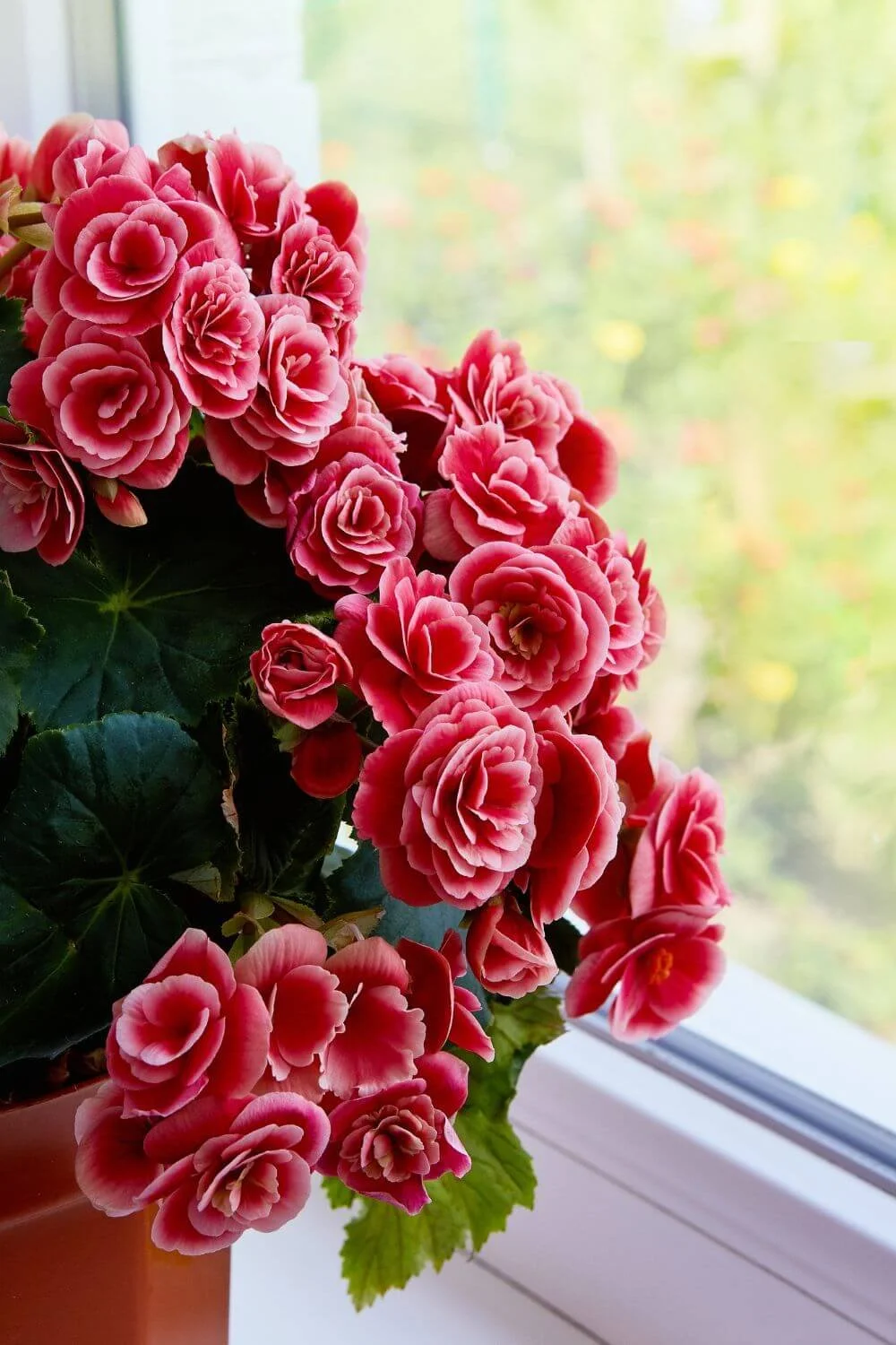 Tuberous Begonia
