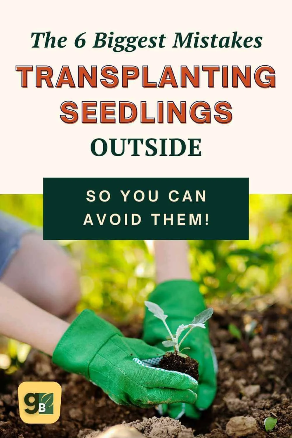 Mistakes when transplanting seedlings