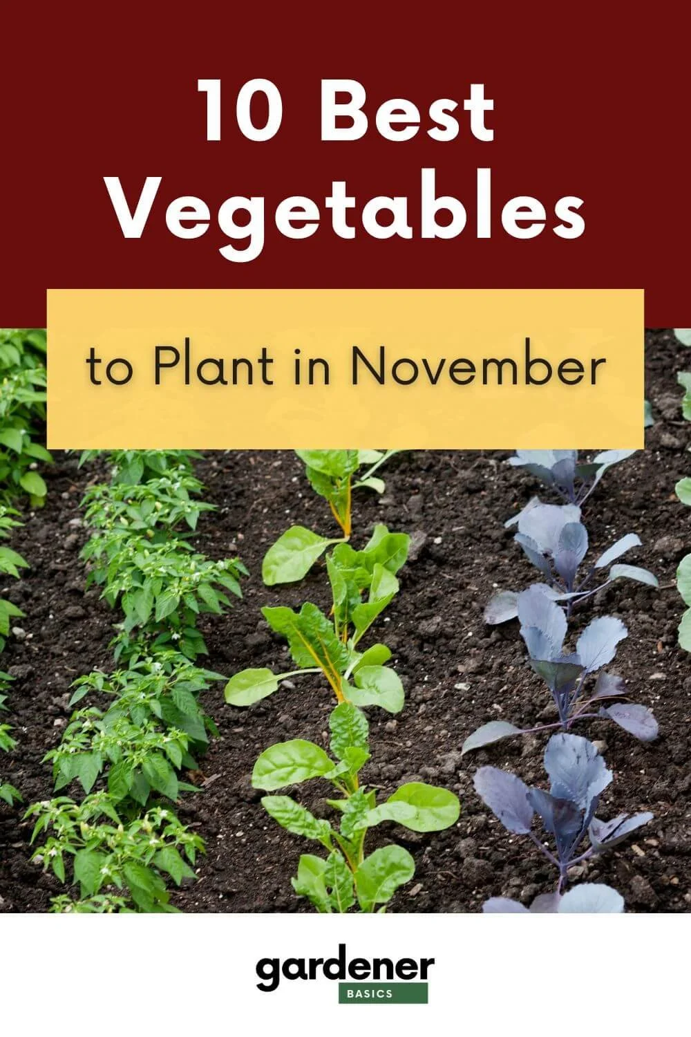Sowing For Success Top Vegetables To Plant In November For A Bountiful sowing-for-success-top-vegetables-to-plant-in-november-for-a-bountiful