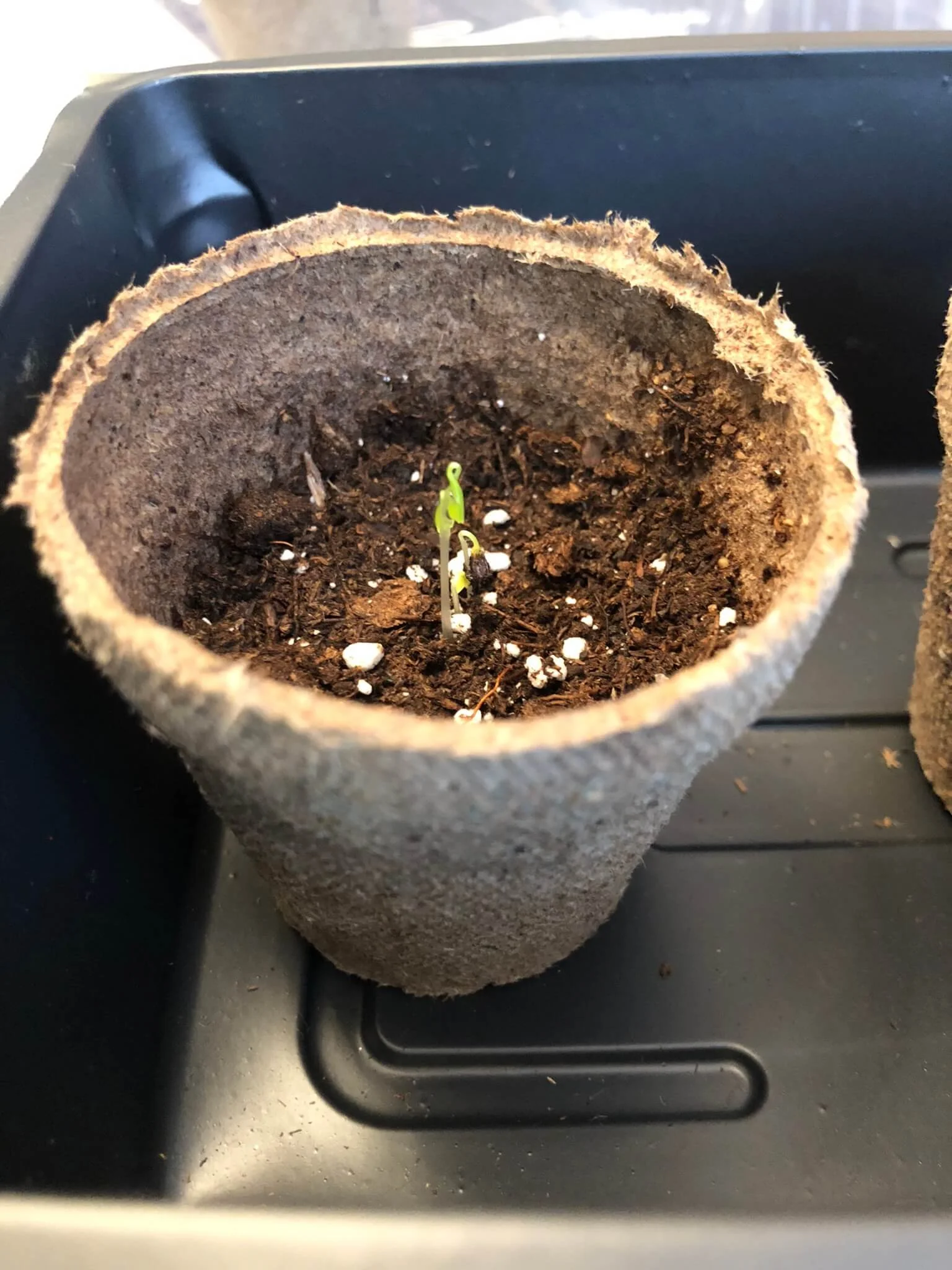 soaking seeds before planting