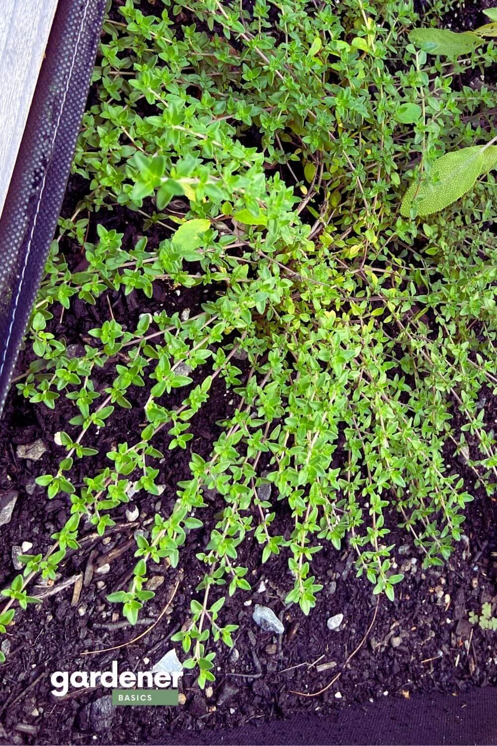 Companions for lavender