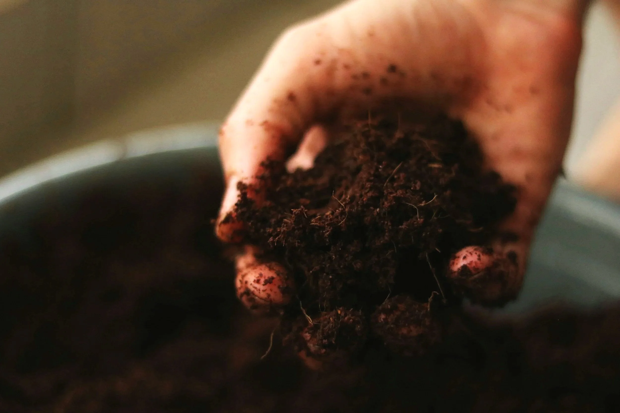 hand in vegetable soil