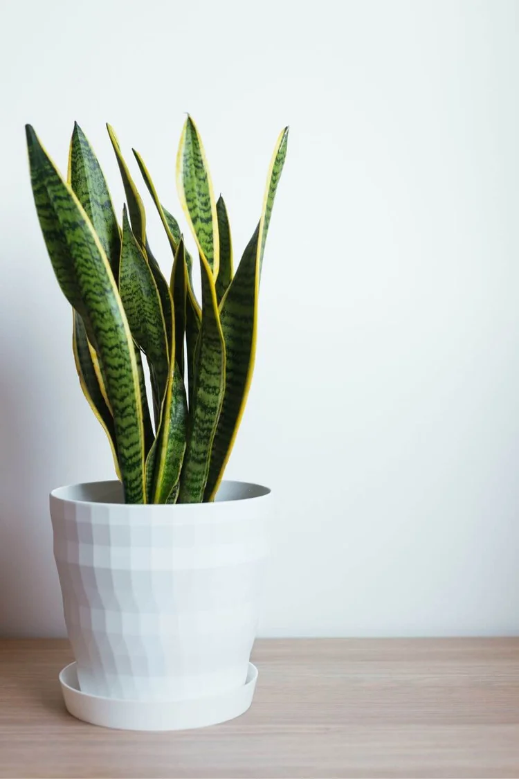 Why Are My Snake Plant Leaves Turning Yellow? The Reasons and How to