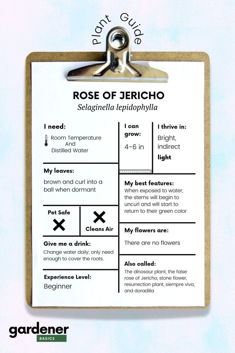 A Complete Guide to Rose of Jericho Care aka Resurrection Plant