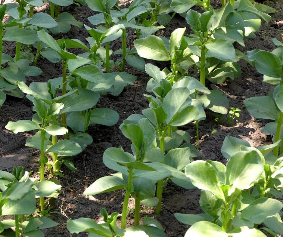 sowing-for-success-top-vegetables-to-plant-in-november-for-a-bountiful