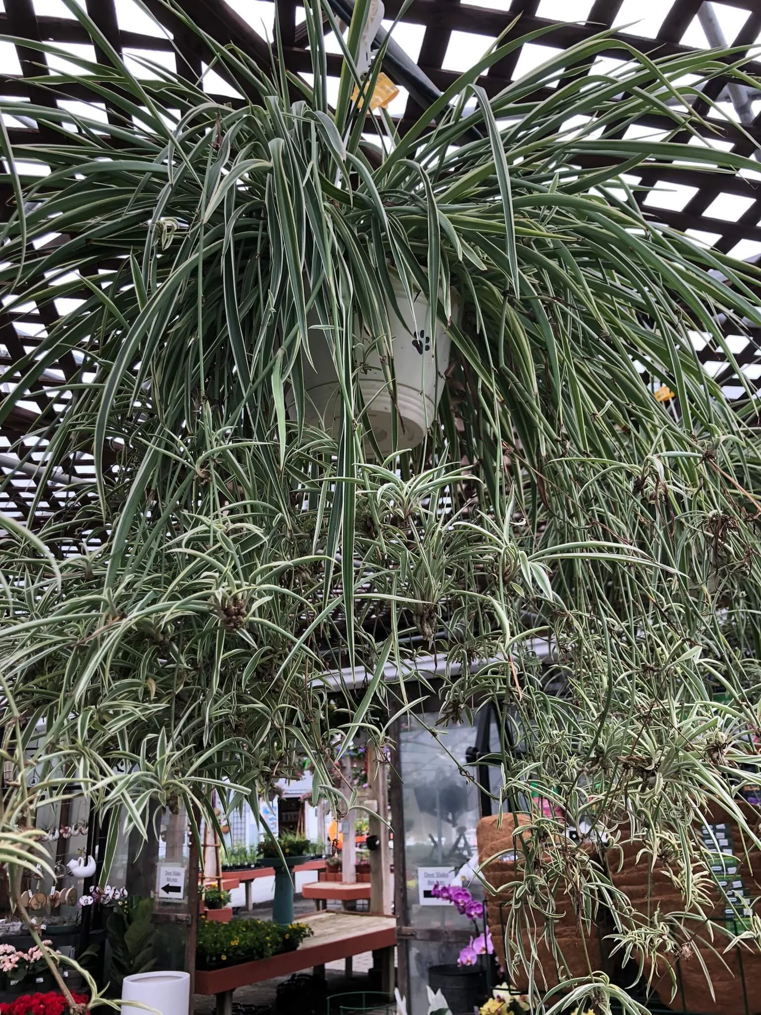 10 Houseplant Personalities: What Your Plant Choice Says About You