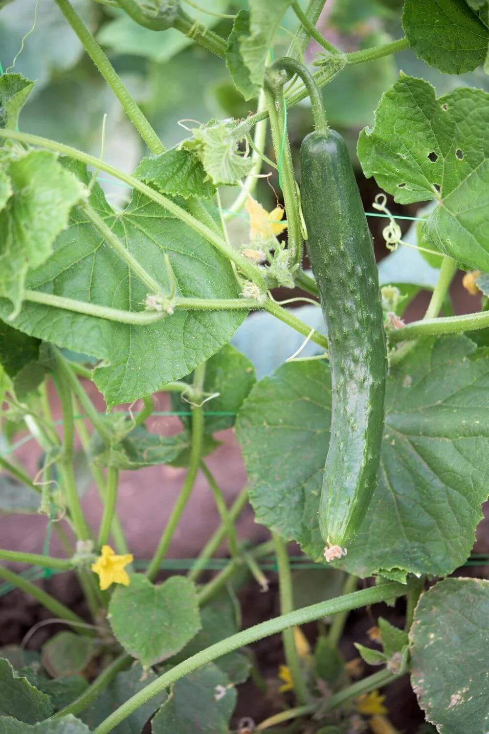 Overwatered Cucumber Plants What to Do When You Water Too Much