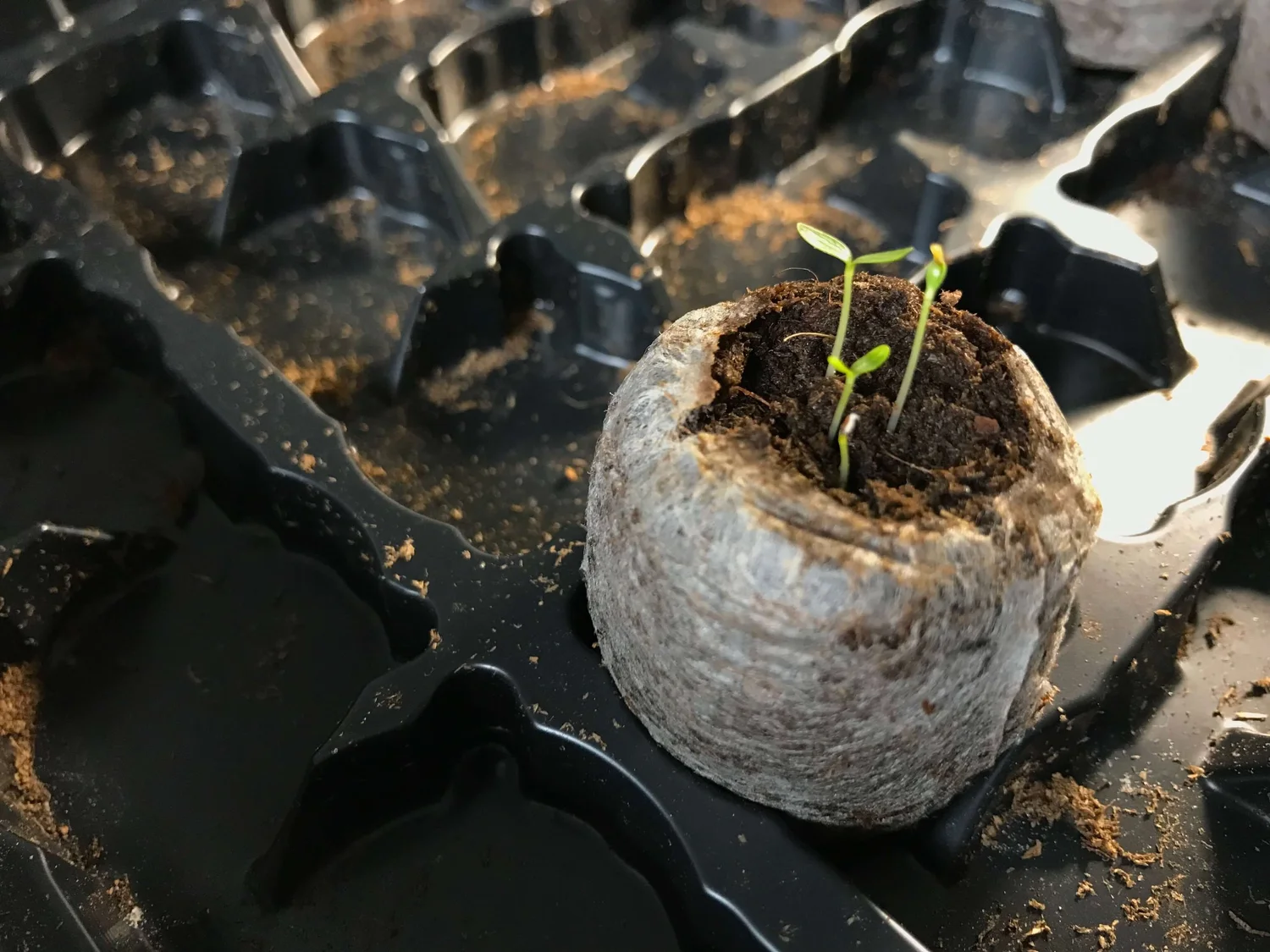 From Seed to Bloom How to Successfully Start Vinca From Seed