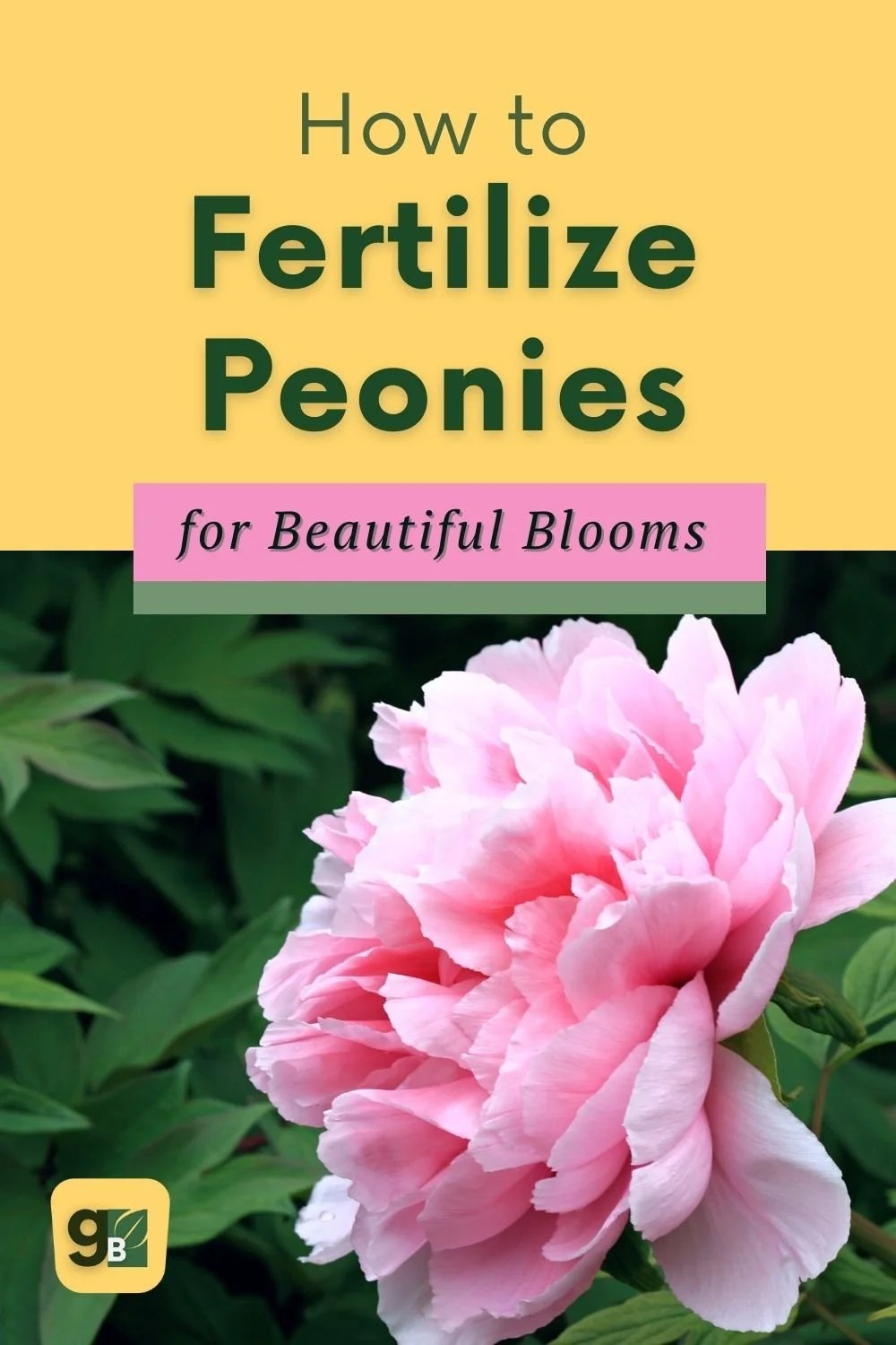 Peony Fertilizer 101 The Ultimate Guide to Fertilizing Peonies
