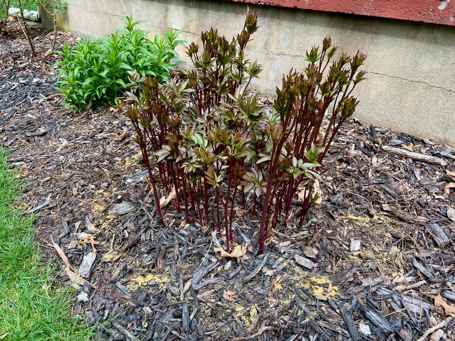 Peony Fertilizer 101 The Ultimate Guide to Fertilizing Peonies