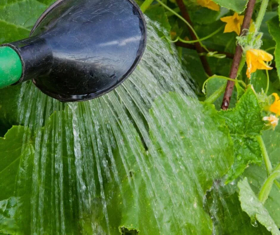 Overwatered Cucumber Plants What to Do When You Water Too Much