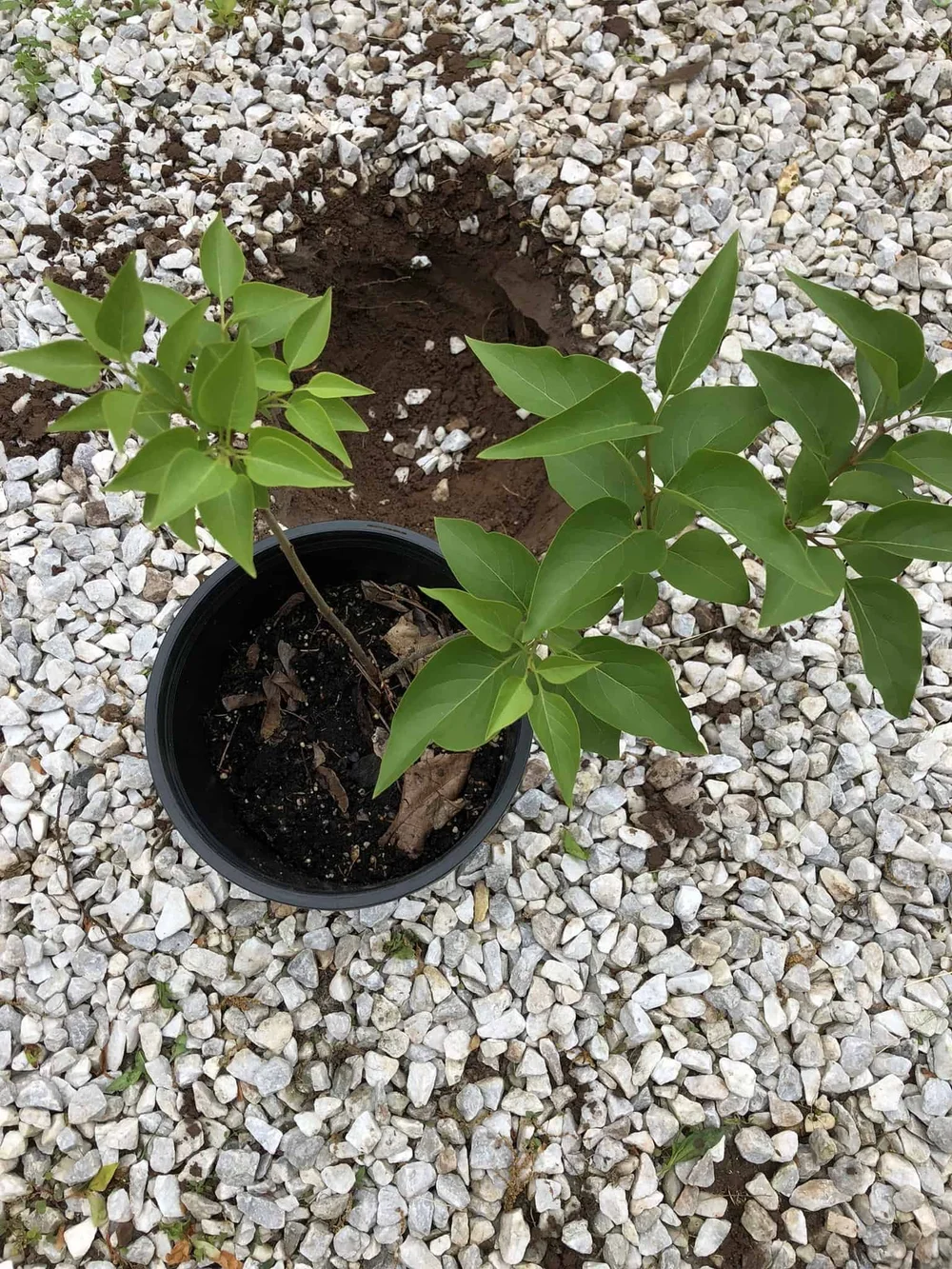 How to Transplant Lilac Shoots The Ultimate Guide ??? Gardening, Herbs