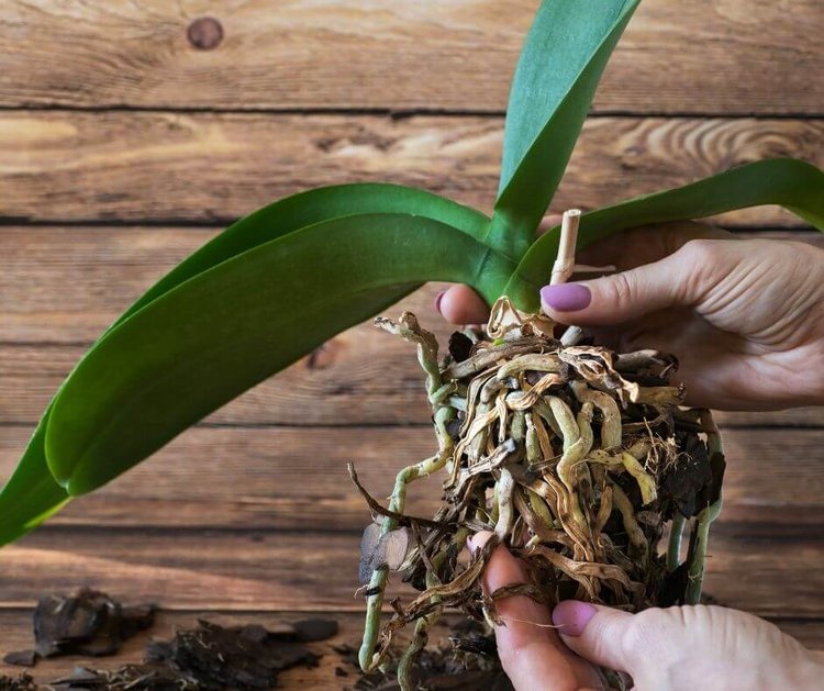 leaves turning yellow on orchid