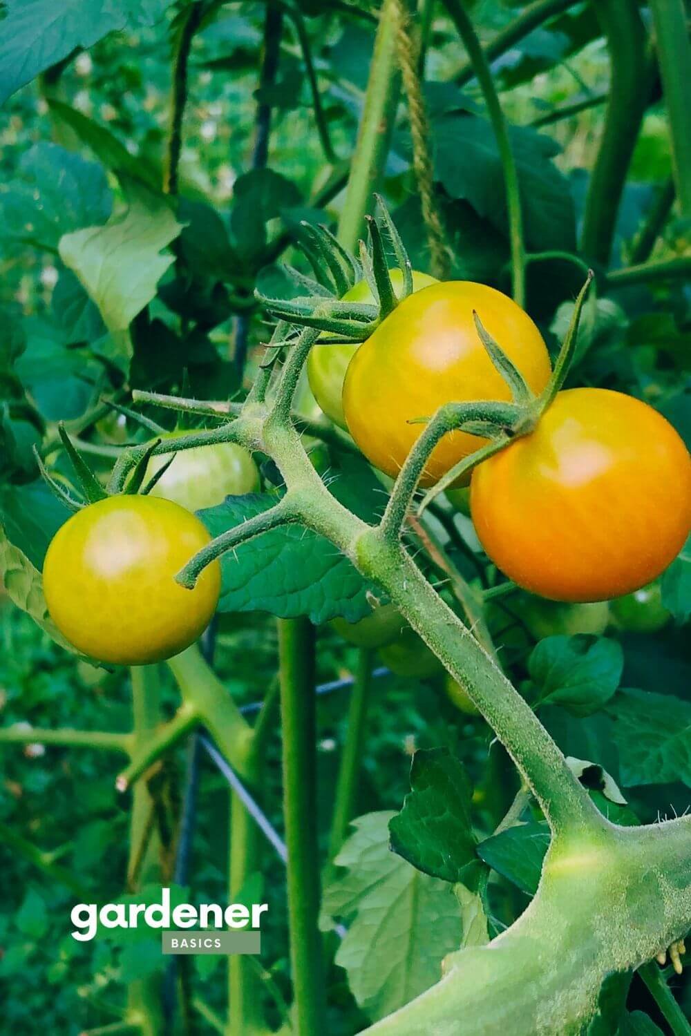 Tomatoes